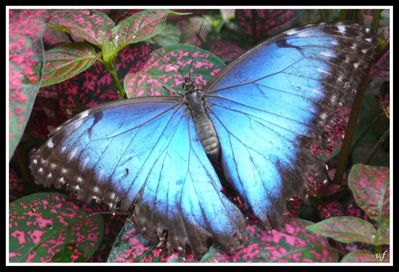 Papillions tropico-naturospace d'honfleur (normandie) Papill11