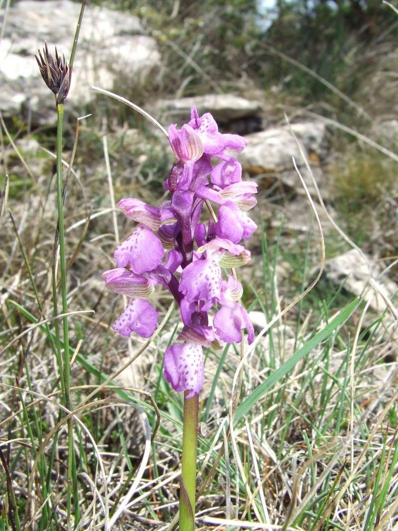 Du côté de Grasse Orchis10