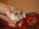 Mes 2 nouveaux hamsters nains de Campbell Belle_10