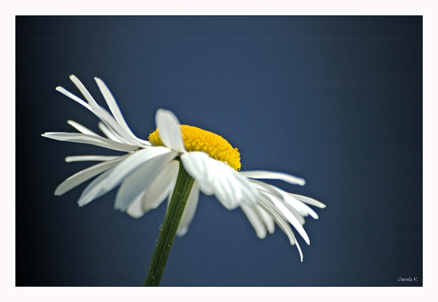 Marguerites Margue10