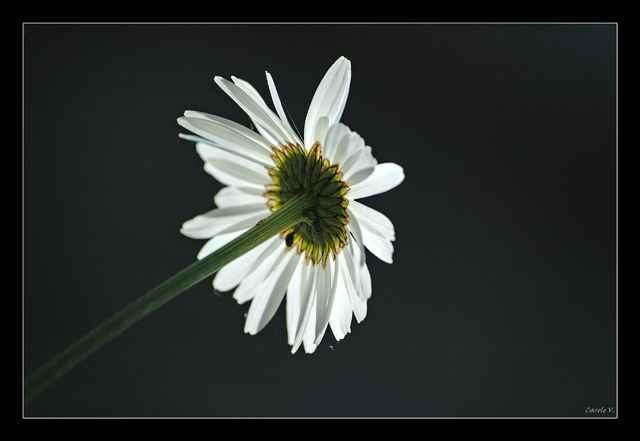 Marguerites Margue11