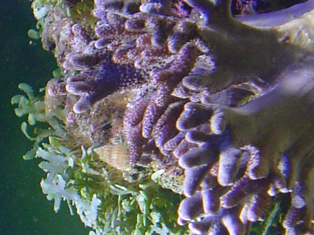 [b]plus d'anemone=nouvel aquarium[/b] Dsc04210