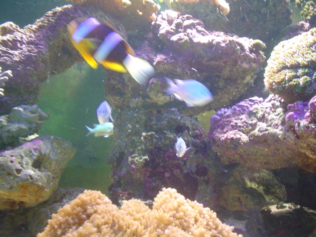 [b]plus d'anemone=nouvel aquarium[/b] Dsc04411