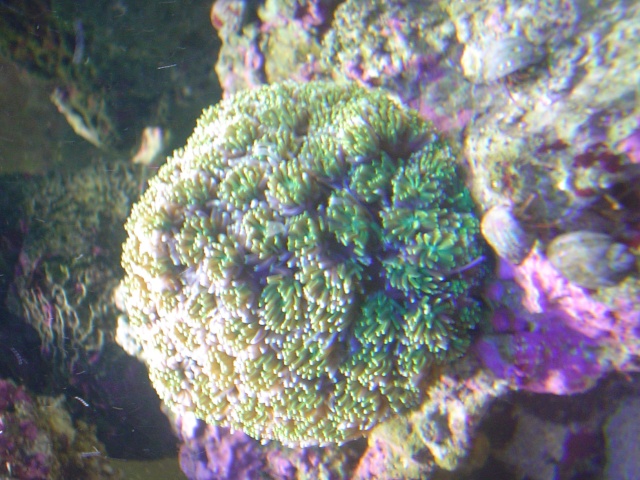 [b]plus d'anemone=nouvel aquarium[/b] Dsc04412