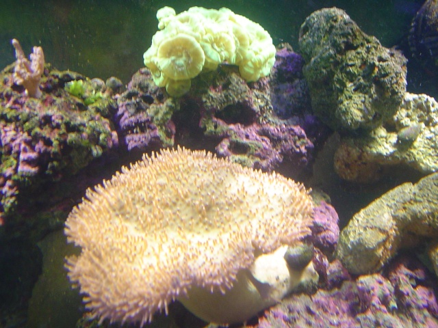 [b]plus d'anemone=nouvel aquarium[/b] Dsc04413