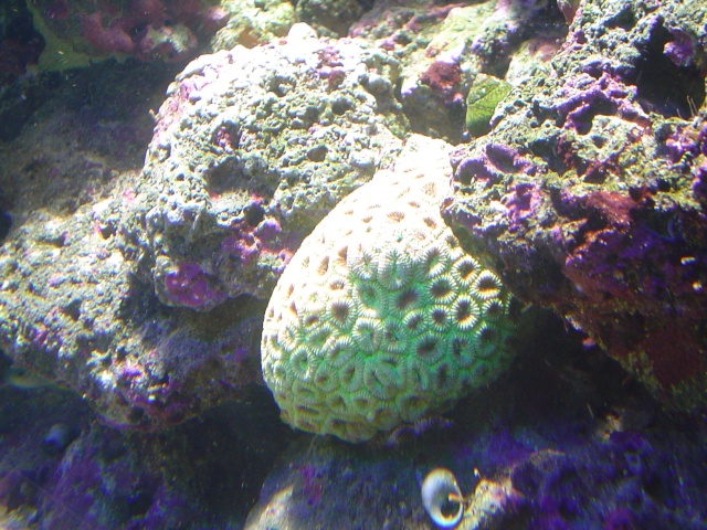 [b]plus d'anemone=nouvel aquarium[/b] Dsc04414