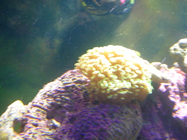 [b]plus d'anemone=nouvel aquarium[/b] Dsc04416