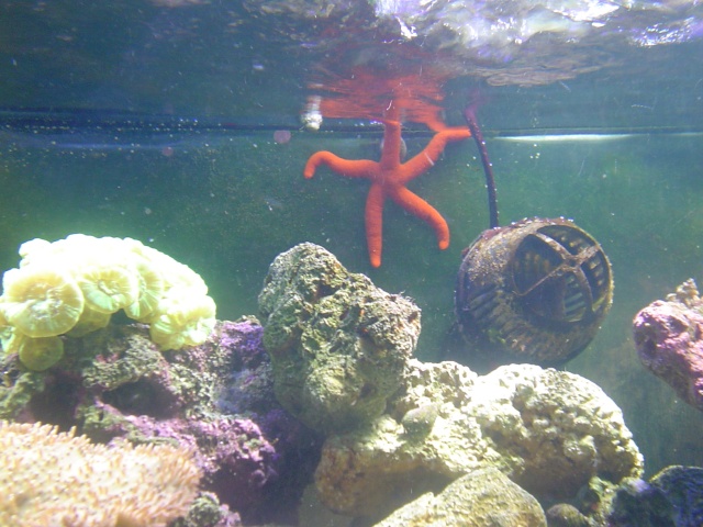 [b]plus d'anemone=nouvel aquarium[/b] Dsc04417