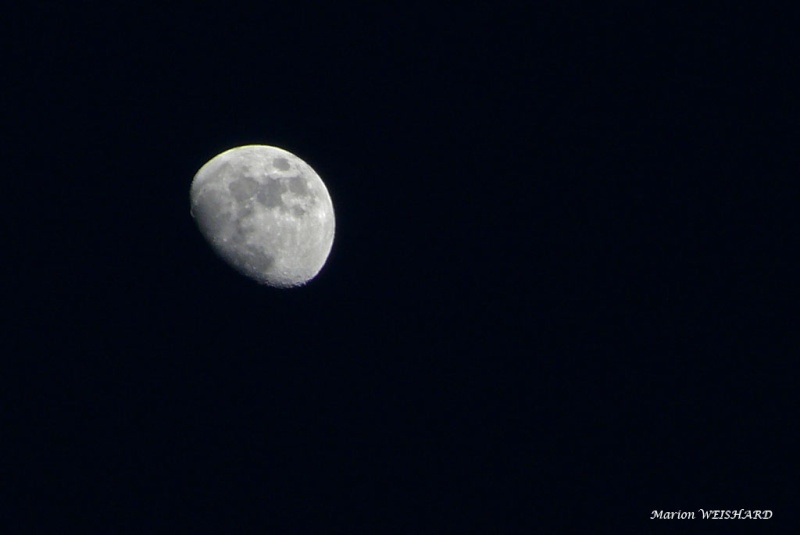 Lune...PREMIERE !! P1040810