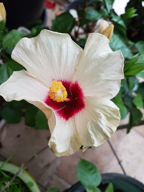 Semis d'hibiscus Rosa Sinensis 20210617