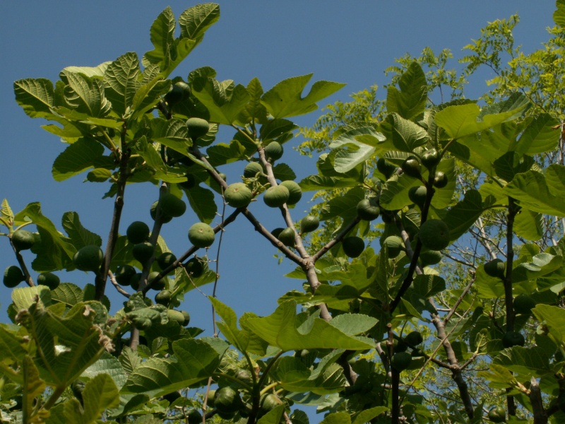 SMOKVA (Ficus carica L.) Pict1910