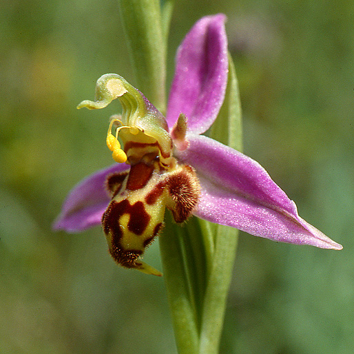 Ophrys apifera (Ophrys abeille ) Trolli10