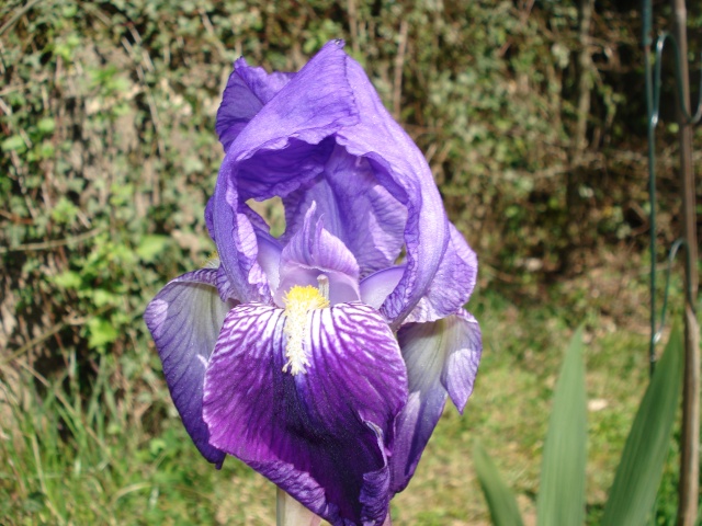 le jardin de Giroflee Dsc00214