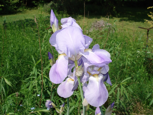 le jardin de Giroflee Enfant12