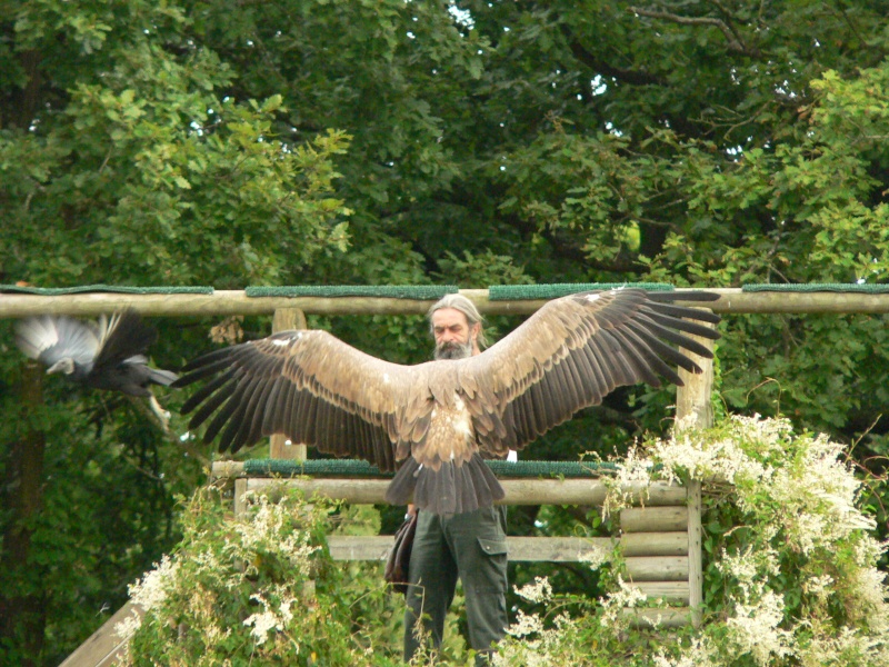 Rapaces en action... P1060613