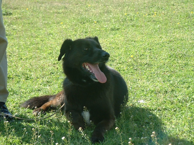 Yougui (croisé border-labrador) Photos25