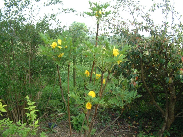 pivoine arbustive