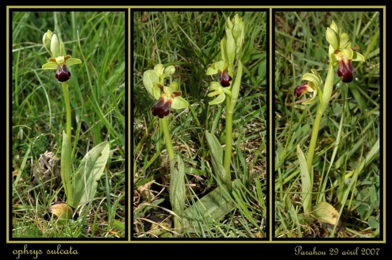 Ophrys sulcata/funerea ( Ophrys sillonné ) Raude_20