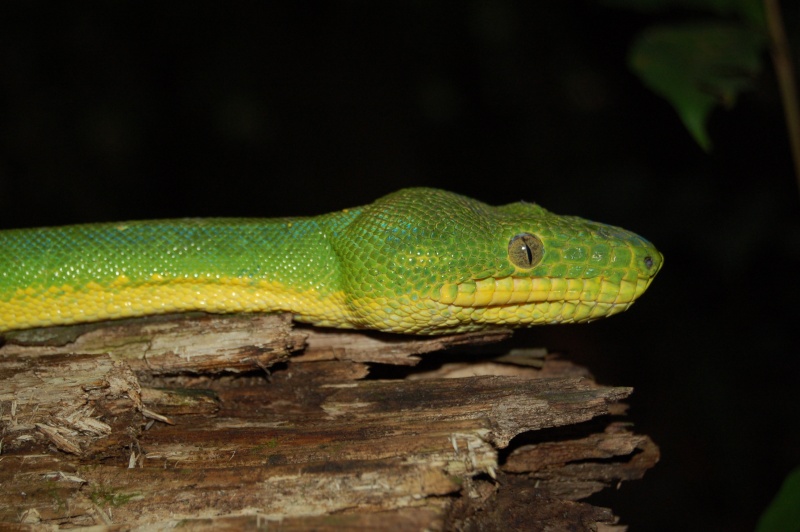 Corallus Caninus Canin_10