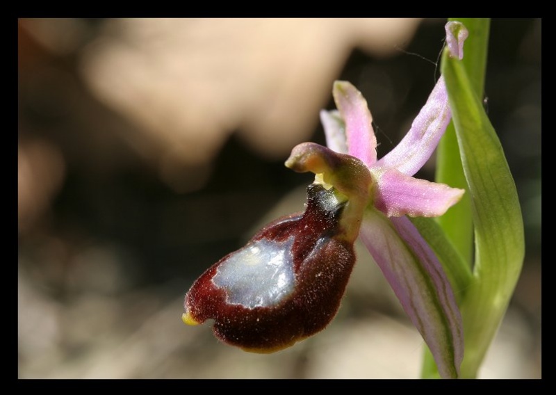 Ophrys bertolonii saratoi ( O. drumana ) Ophrys11