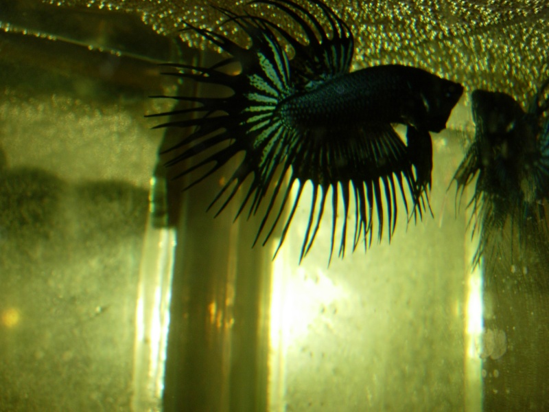 betta CT black lace BF marbré et bleu BF Dscn2210