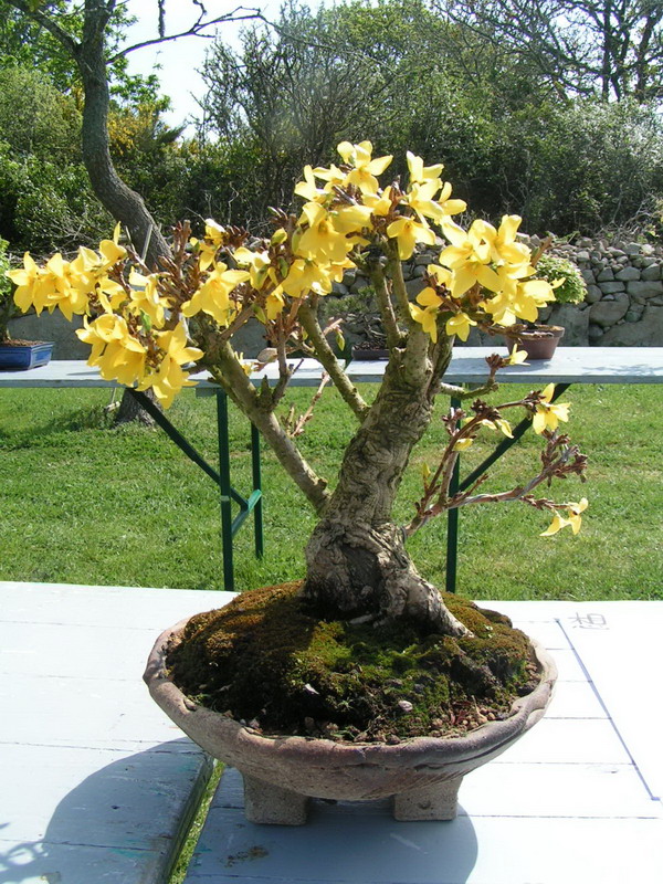 expo de bonsai à esquibien Pict0011