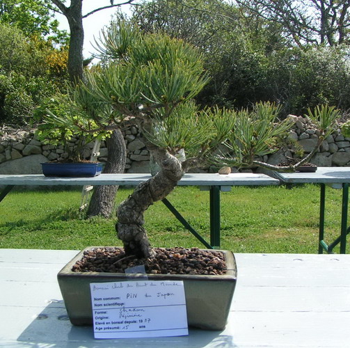 expo de bonsai à esquibien Pict0012