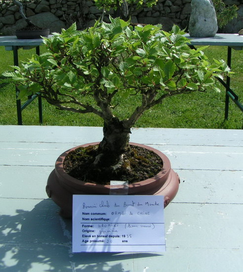 expo de bonsai à esquibien Pict0013