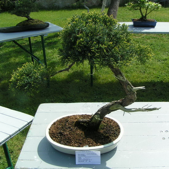 expo de bonsai à esquibien Pict0015