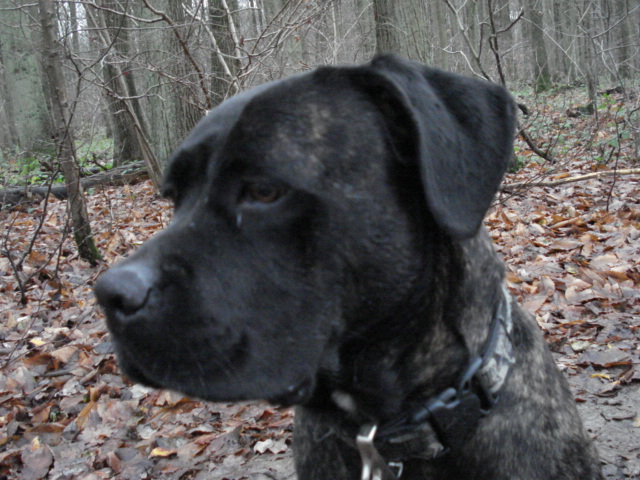 Cane corso mle 5 ans (95) Dsc03912