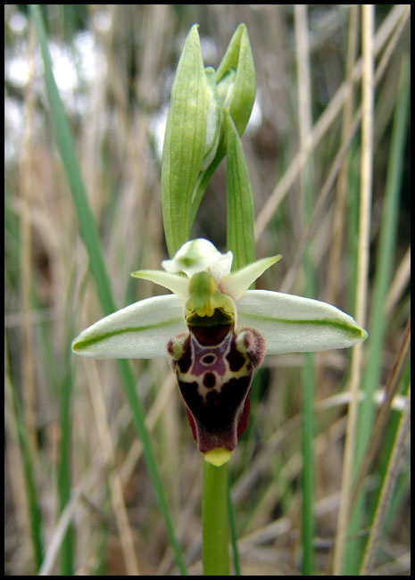 Ophrys druentica F210