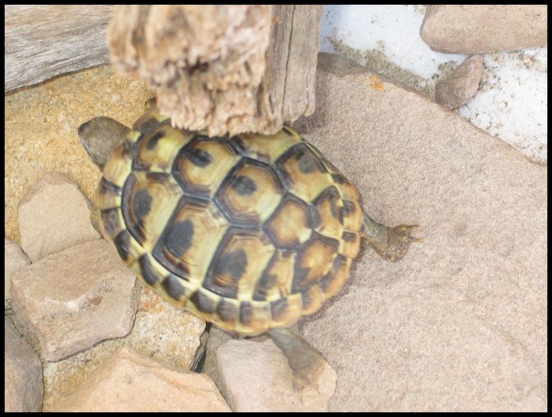 IDENTIFICATION DE MA TORTUE Tarra_10