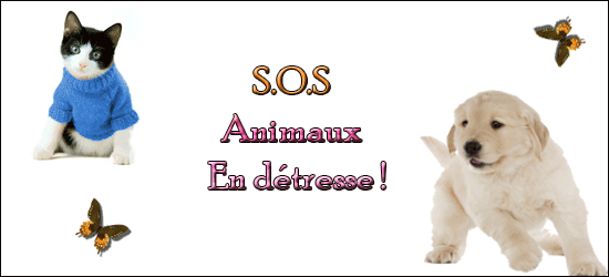 s.o.s animaux en détresse
