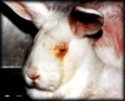 la vivisection une honte!! 3610
