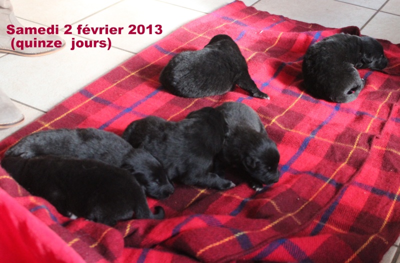 Des "louveteaux" pour Vauxane ! Img_5421
