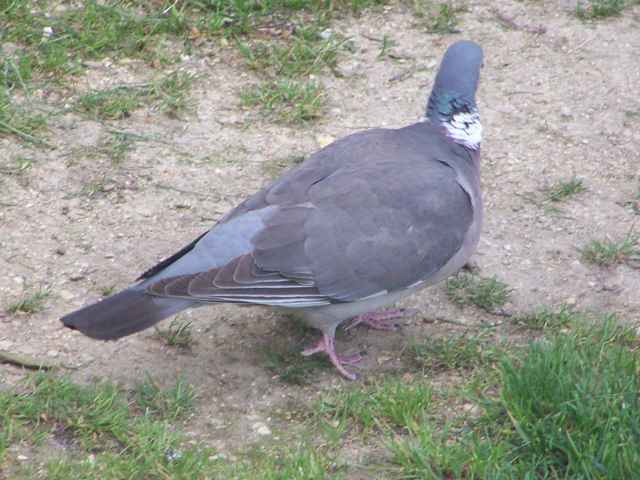 Pigeon ramier. 102_0313