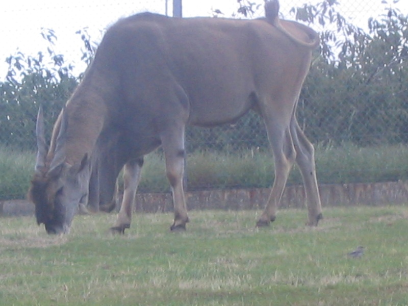 Visite au Safari Parc de Peaugres (07) Photo_16