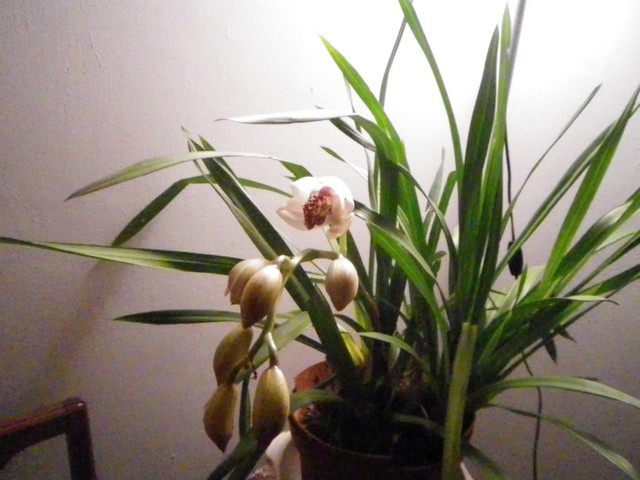 Cymbidium....... saison 2011/2012 02012010