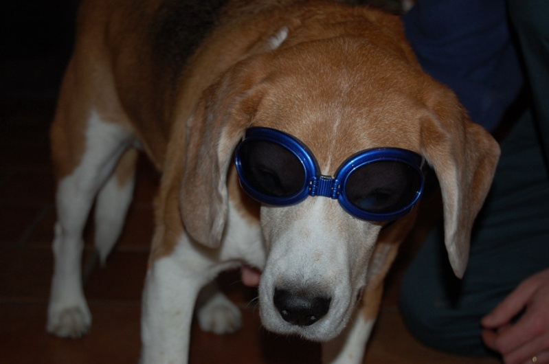Des news de LUCKY dit LULU, petit beagle ! Pipo_l10
