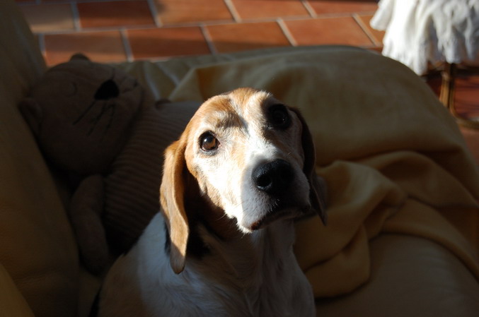Des news de LUCKY dit LULU, petit beagle ! Portra10
