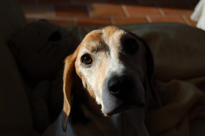 Des news de LUCKY dit LULU, petit beagle ! Portra11