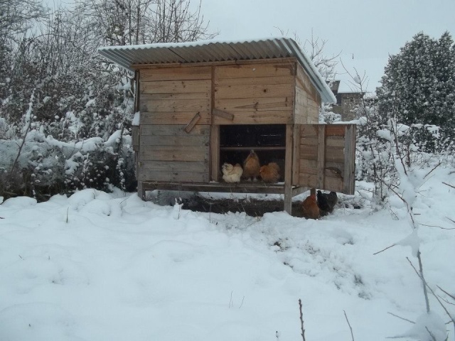 la neige et les poules 42453211