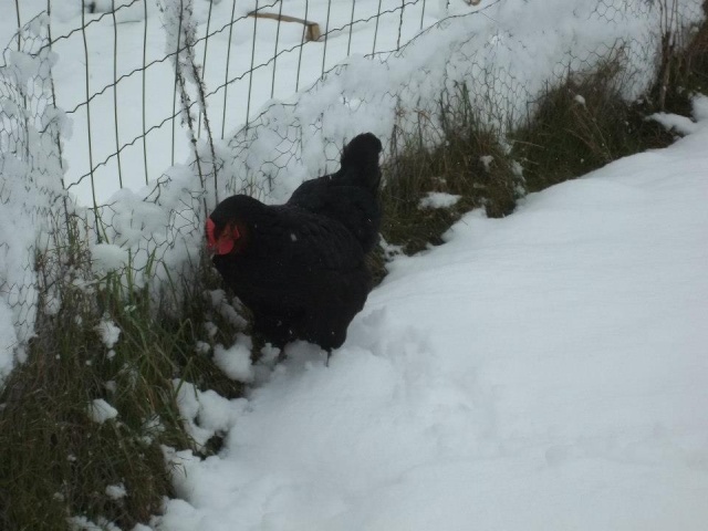 la neige et les poules 48118711