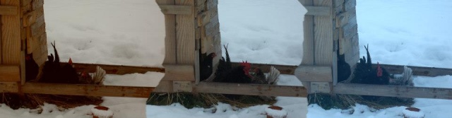 la neige et les poules 54175011