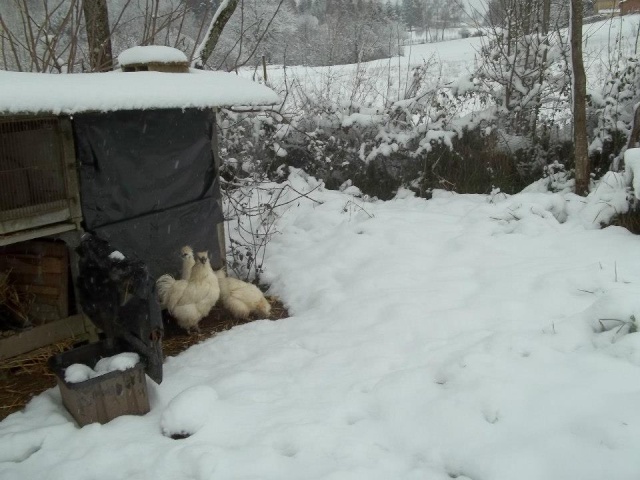 la neige et les poules 58233311