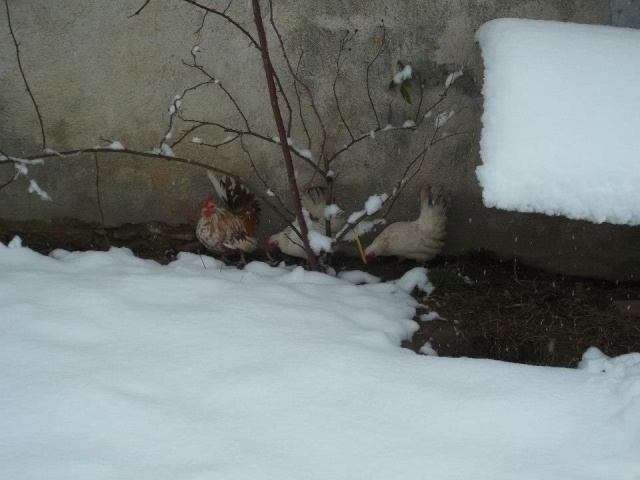 la neige et les poules 60297211
