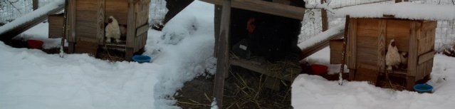 la neige et les poules 73372_11