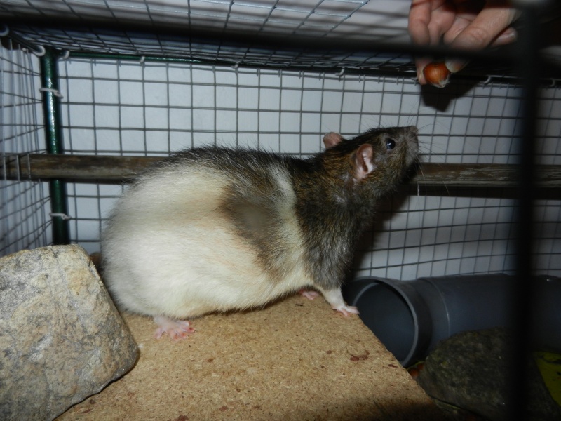 Dpt 48 - Lardou - Rat mâle de plus d'un an - Gris et blanc - Parti...  Dscn4410