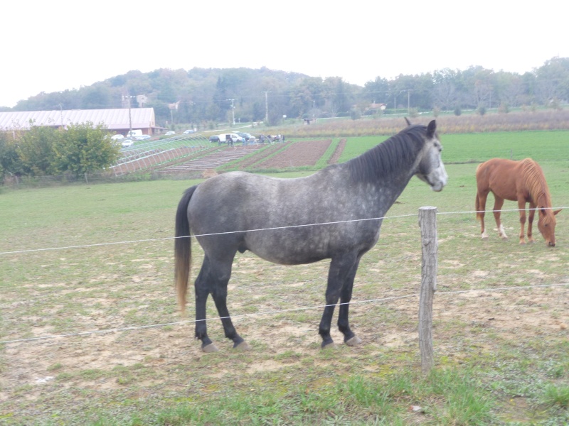 (Dept 71)  Sylver, ONC Selle, Sauvé par yakou (Octobre 2010) Partie au Paradis des chevaux P1070211