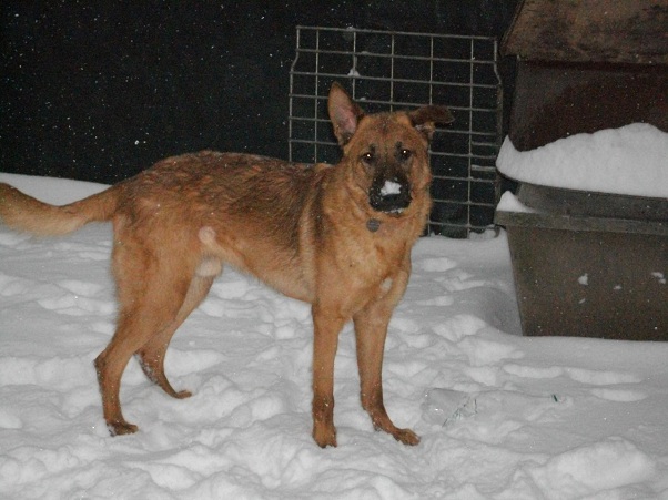 HEUTSCH, mâle croisé Malinois né le 05/01/2012 Heutsc11